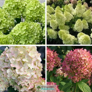 Aedhortensia 'Petite Cherry'
