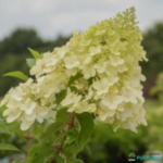 Aedhortensia 'Polar Bear'