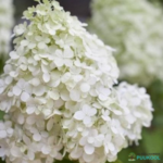 Aedhortensia 'Polar Bear'