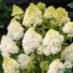 Aedhortensia 'Polar Bear'