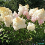 Aedhortensia 'Polar Bear'