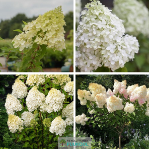 Aedhortensia 'Polar Bear'