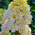 Aedhortensia 'Samarskaya Lidiya'