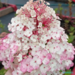 Aedhortensia 'Samarskaya Lidiya'