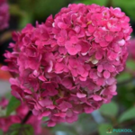 Aedhortensia 'Samarskaya Lidiya'