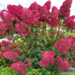 Aedhortensia 'Samarskaya Lidiya'