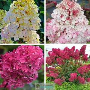 Aedhortensia 'Samarskaya Lidiya'