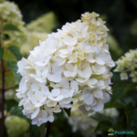 Aedhortensia 'Sundae Fraise'