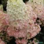 Aedhortensia 'Sundae Fraise'