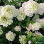 Aedhortensia 'Sundae Fraise'