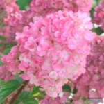 Aedhortensia 'Sundae Fraise'