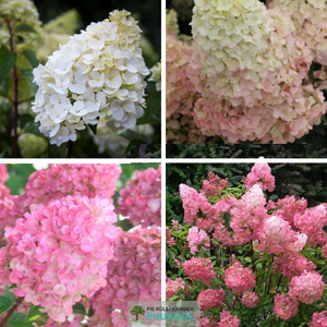 Aedhortensia 'Sundae Fraise'