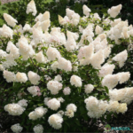 Aedhortensia 'Vanille Fraise'