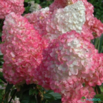 Aedhortensia 'Vanille Fraise'
