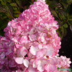 Aedhortensia 'Vanille Fraise'