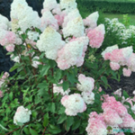 Aedhortensia 'Vanille Fraise'