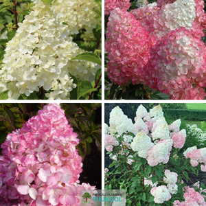 Aedhortensia 'Vanille Fraise'