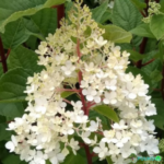 Aedhortensia 'Wim's Red'