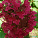 Aedhortensia 'Wim's Red'