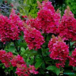 Aedhortensia 'Wim's Red'