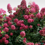 Aedhortensia 'Wim's Red'