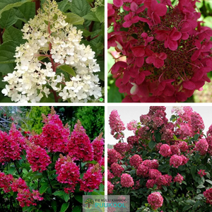 Aedhortensia 'Wim's Red'