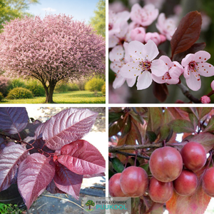 Haralise ploomipuu hübriid 'Pissardii'