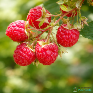 Harilik vaarikas 'Aita' (suvesort)