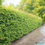 Karvane viirpuu hekk