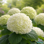 Puishortensia 'Strong Annabelle' õisik