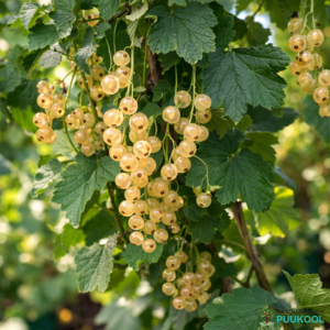 Punane sõstar 'Hele'