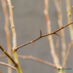 Tömbilehine viirpuu 'Paul's Scarlet'