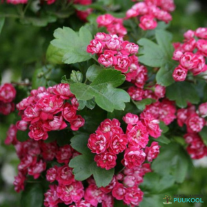 Tömbilehine viirpuu 'Paul's Scarlet'