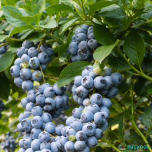 Kännas- e. kultuurmustikas 'Chandler' Kännas- e. kultuurmustikas 'Chandler'