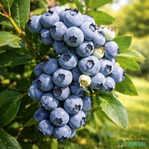 Kännas- e. kultuurmustikas 'Duke' Kännas- e. kultuurmustikas 'Duke'