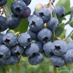 Kännas- e. kultuurmustikas 'Toro' Kännas- e. kultuurmustikas 'Toro'