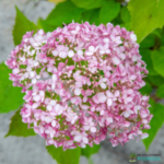 Puishortensia 'Bubblegum'