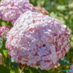 Puishortensia 'Bubblegum'