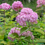Puishortensia 'Bubblegum'