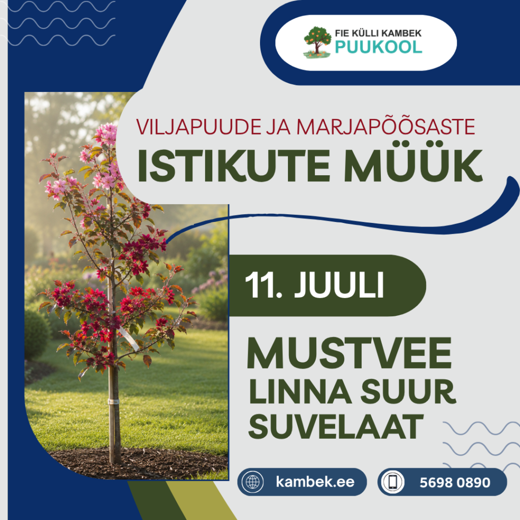 Mustvee linna suur suvelaat 2026