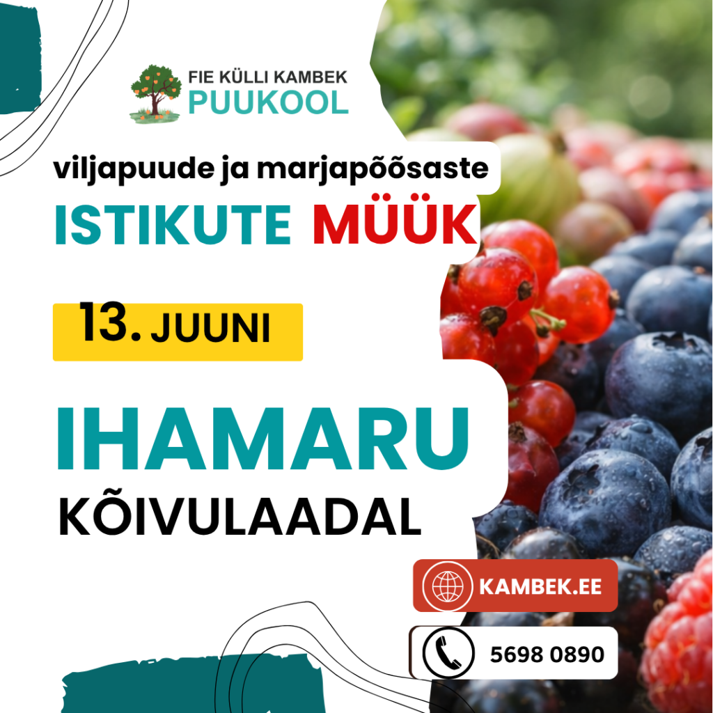 Ihamaru Kõivulaat 2026