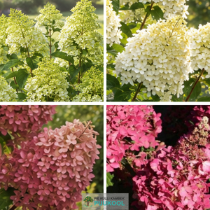 Aedhortensia 'Pantheon'