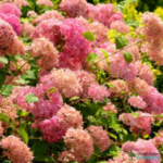 Puishortensia 'Pink Annabelle'