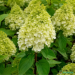 Aedhortensia 'Limelight'
