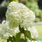 Aedhortensia 'Limelight'