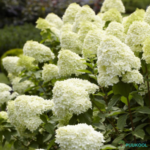 Aedhortensia 'Limelight'