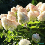 Aedhortensia 'Limelight'