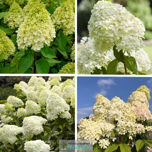 Aedhortensia 'Limelight'