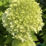 Aedhortensia 'Pixio'