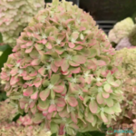 Aedhortensia 'Pixio'